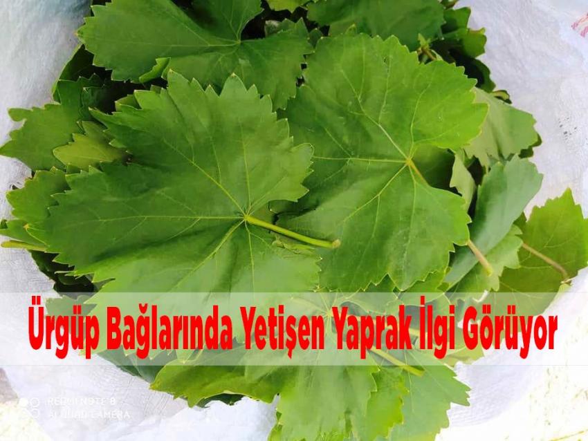 Ürgüp'te Üzüm Bağlarında Yetişen Yaprak İlgi Görüyor