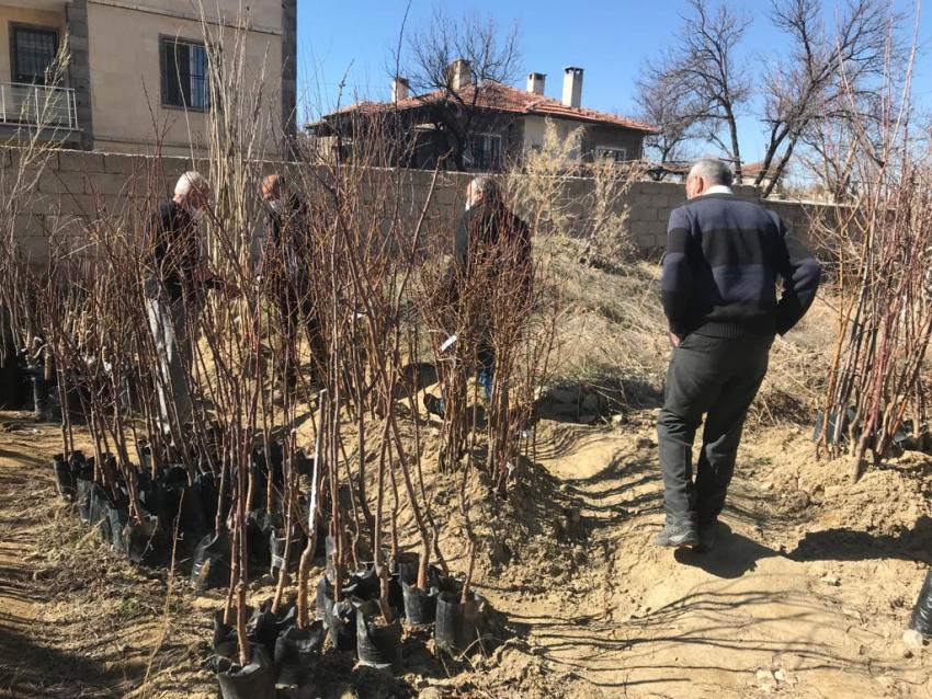 Yasaklar Kalktı Bahar Geldi Şimdi Ağaç Dikme Zamanı