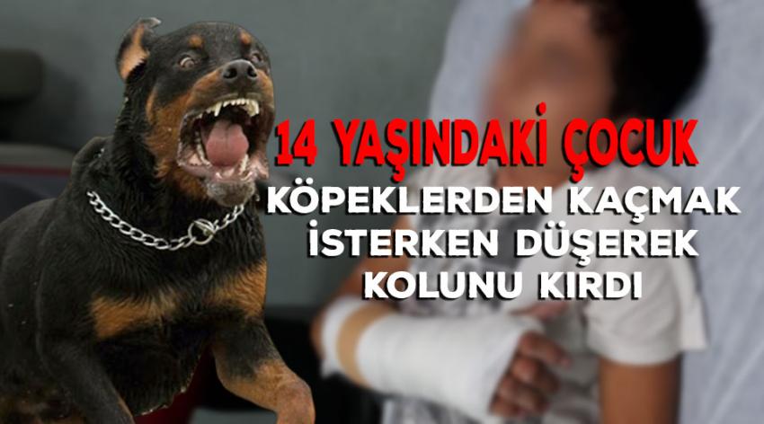 14 Yaşındaki Çocuk Köpeklerden Kurtulmak İsterken Düşerek Kolunu Kırdı