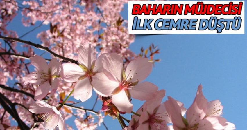 Baharı Müjdeleyen İlk Cemre Bugün Düştü