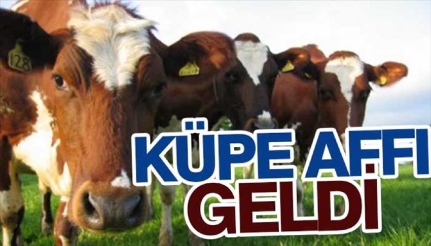 Hayvan Yetiştiricilerine Küpe Affı Müjdesi