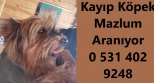 Kayıp köpek Mazlum sahibi tarafından aranıyor