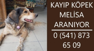 Kayıp köpek Melisa sahibi tarafından aranıyor