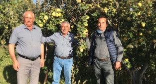 Meşhur Karakaya köyü ayvası yakında tezgahlarda