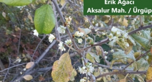 Ziraat Odası Başkanlığı; Ürgüp'te Ağaçlar Çiçek Açtı