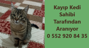 Kayıp Kedi Sahibi Tarafından Aranıyor