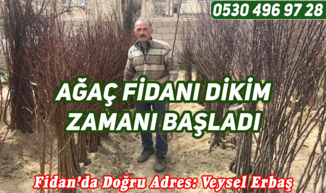 Aşılı Meyve Fidanları Ürgüp'te Satışta