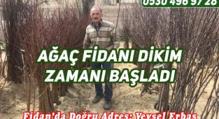 Aşılı Meyve Fidanları Ürgüp'te Satışta
