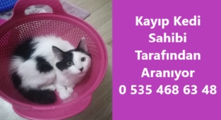 Kayıp Kedi Sahibi Tarafından Aranıyor