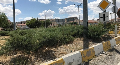 Refüjlerdeki Bitkiler Tehlike Saçıyor