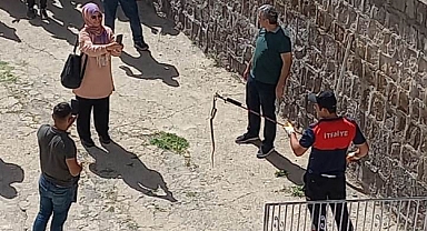 Ürgüp'te okul bahçesindeki yılan panik yarattı
