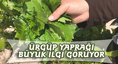 Ürgüp'te Üzüm Bağlarında Yetişen Yaprak Büyük İlgi Görüyor