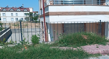 Kaldırımlar Yabani Otlardan Geçilmiyor