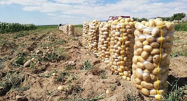 Ürgüp, Başdere de patates hasatı, 2. ürün fasulye ekimi ve çerezlik ayçiçeği üretimi yapılıyor