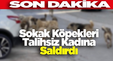 Ürgüp'te Yine Köpek Saldırısı