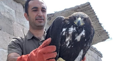 İltaş Köyünde Bulunan Yaralı kartal ekiplere teslim edildi