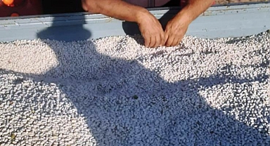 Ürgüp Başdere Köyünde Kuru Fasulye Hasadı Başladı