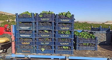 Ürgüp’te sofralık üzüm hasadı başladı