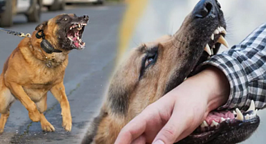 Aynı mahallede üçüncü kez köpek saldırısı!
