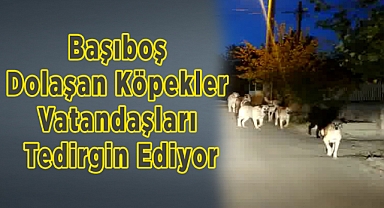 Başıboş Dolaşan Köpekler Vatandaşları Tedirgin Ediyor (Videolu haber)