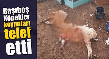 Önce Kolu Kırılmıştı Şimdi İse Koyunları Telef Oldu