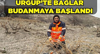 Ürgüp'te Üzüm Bağları Budanmaya Başlandı