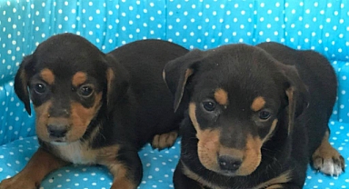 Kaybolan Köpeğini Her yerde Arıyor