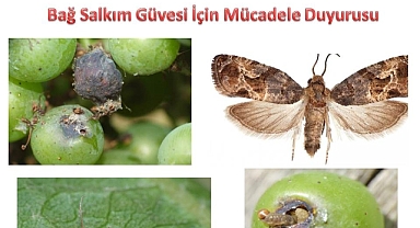 Bağlarda Hastalık ve Zararlılar İle Mücadele