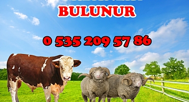 Kurbanlık ve Hisse Satışları Başladı