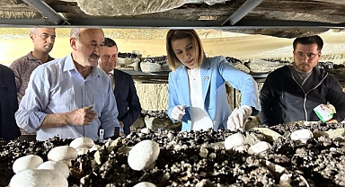 Ürgüp, Ortahisar Kasabasında Mağarada Mantar Üretiliyor