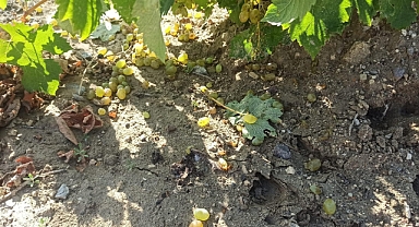 Ürgüp'te domuzlar üzüm hasadını çiftçiden önce yaptı