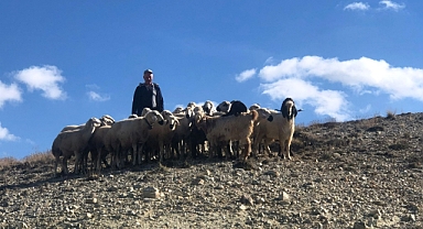 Jandarma Ürgüp'te Kaybolan Koyunları İHA'yla Buldu