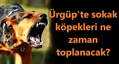Ürgüp'te sokak köpekleri ne zaman toplanacak?
