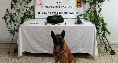 Ürgüp'te Jandarmadan Skunk ve Esrar Operasyonu