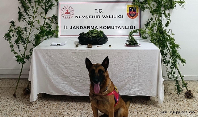 Ürgüp'te Jandarmadan Skunk ve Esrar Operasyonu