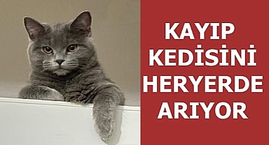 Kayıp Kedi Sahibi Tarafından Aranıyor