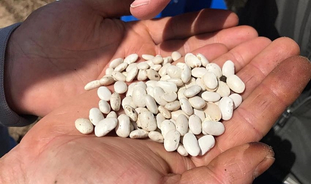 TMO Kuru Fasulye Alımı 9 Ekim Perşembe Günü Başlıyor