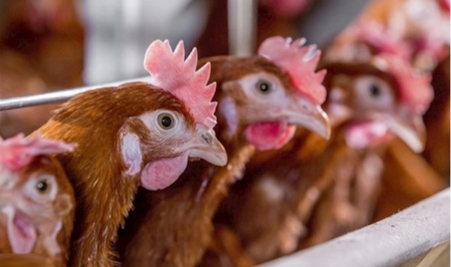 Ürgüp'te kümes hırsızı jandarmadan kaçamadı