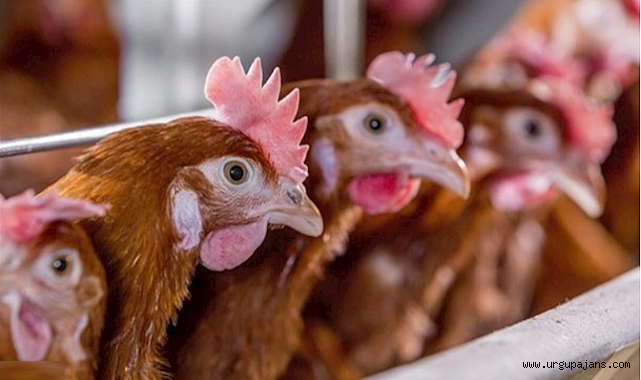 Ürgüp'te kümes hırsızı jandarmadan kaçamadı