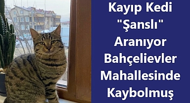 Kayıp Kedi Sahibi Tarafından Aranıyor