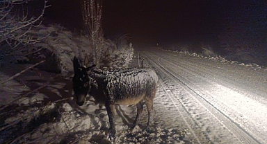 Kış Ortasında Eşeğe Vicdansızlık Tepkisi