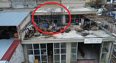 BETONUN ÜZERİNDE HAYAT: ÜRGÜP SANAYİDE ÇATIDA BÜYÜYEN KAYISI AĞACI ŞAŞIRTIYOR