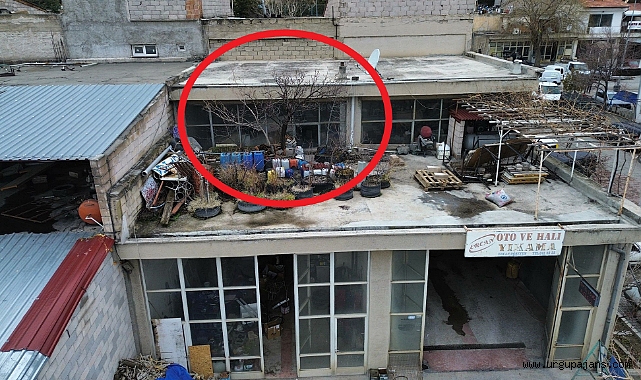 BETONUN ÜZERİNDE HAYAT: ÜRGÜP SANAYİDE ÇATIDA BÜYÜYEN KAYISI AĞACI ŞAŞIRTIYOR