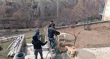 Köpeklere Şiddet Uygulayan Şahıs Serbest Bırakıldı  
