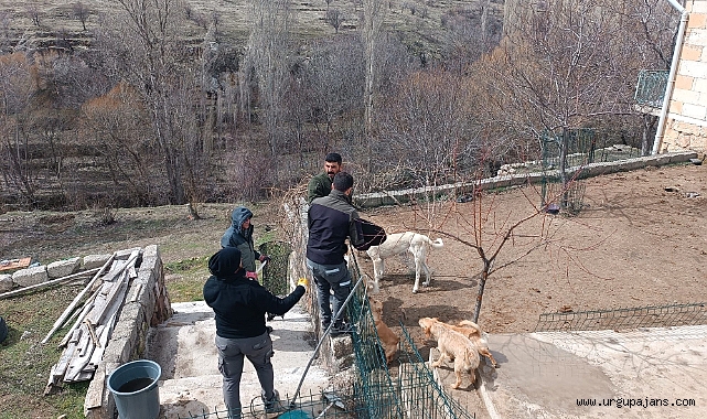 Köpeklere Şiddet Uygulayan Şahıs Serbest Bırakıldı  