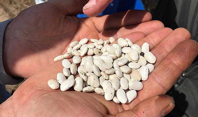 Yüzde 75 hibeli tohum dağıtımı yapılacak