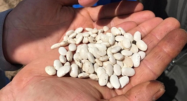 Yüzde 75 hibeli tohum dağıtımı yapılacak