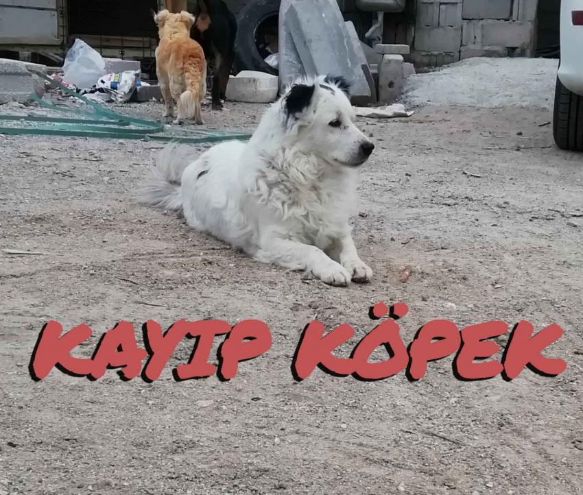 Kayıp Köpek Aranıyor