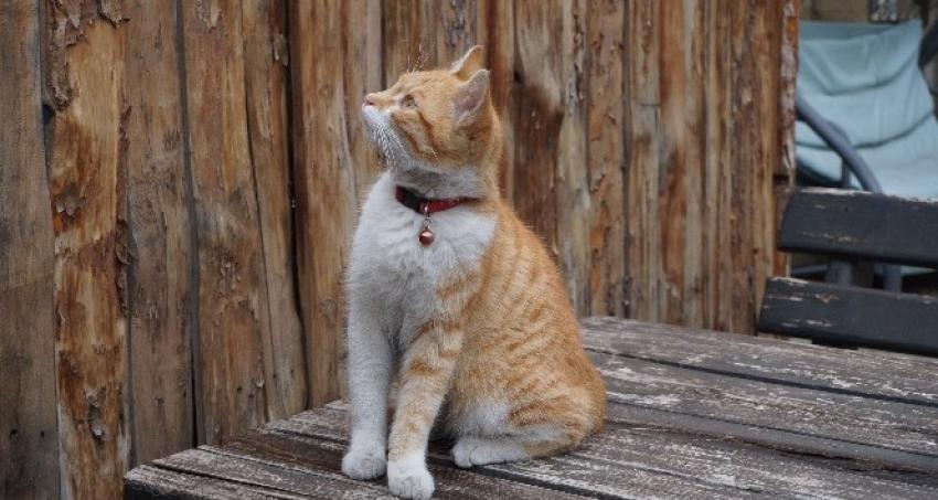 Bu kedi sabah sporu yapıyor, haber izliyor ve kapı açıyor