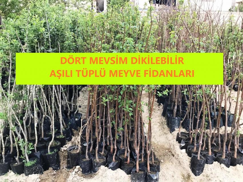 Dört Mevsim Dikilebilir Aşılı Tüplü Meyve Fidanları